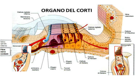 epitelio sensoriale organo corti